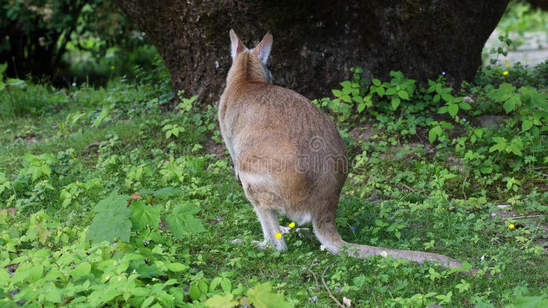 L'agile macropus agilis aussi connu sous le nom de wallaby wallaby sablonneux clips vidéos