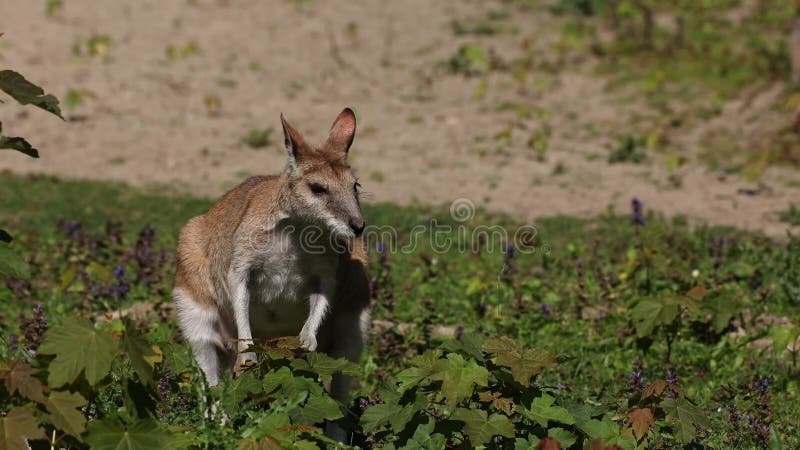L'agile macropus agilis aussi connu sous le nom de wallaby wallaby sablonneux banque de vidéos