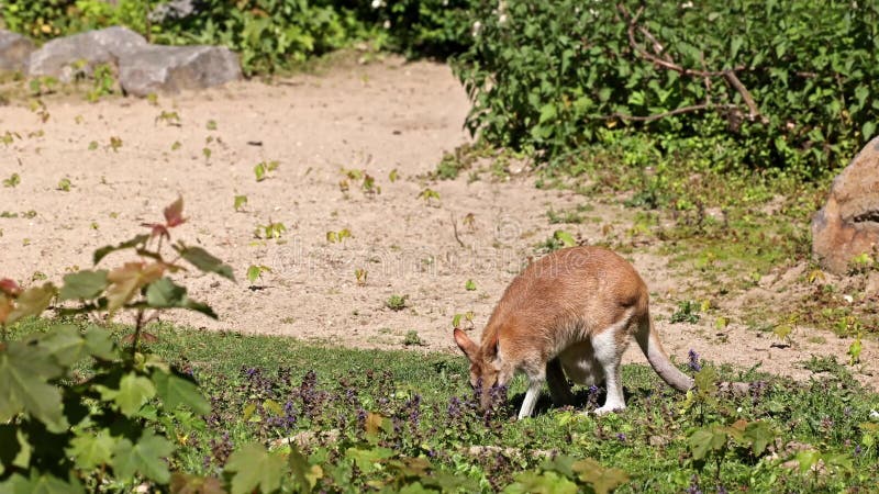 L'agile macropus agilis aussi connu sous le nom de wallaby wallaby sablonneux banque de vidéos