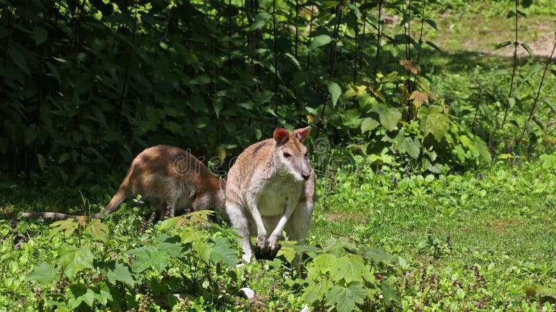 L'agile macropus agilis aussi connu sous le nom de wallaby wallaby sablonneux clips vidéos