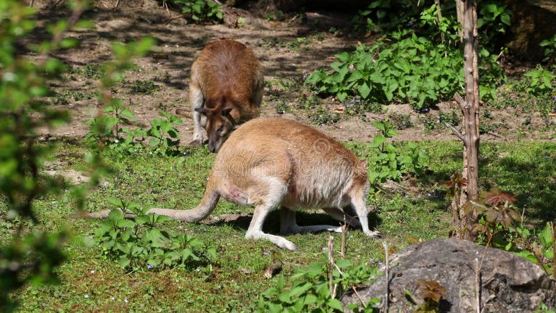 L'agile macropus agilis, aussi connue sous le nom de wallaby sablonneux, est une espèce de wallaby clips vidéos