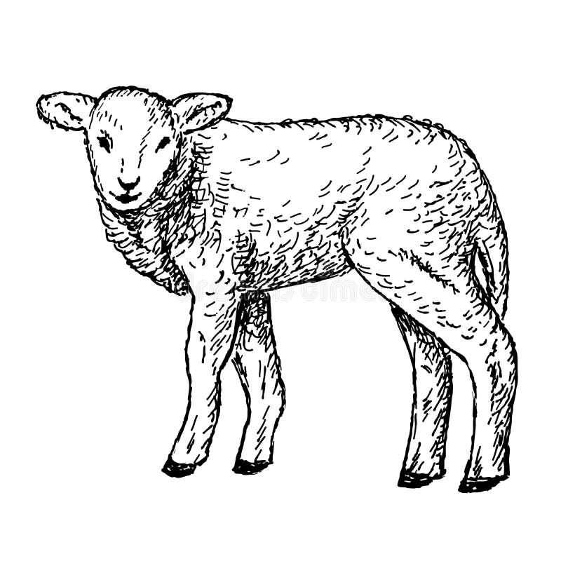 L'agneau Remet Le Dessin Illustration de Vecteur - Image: 41787562