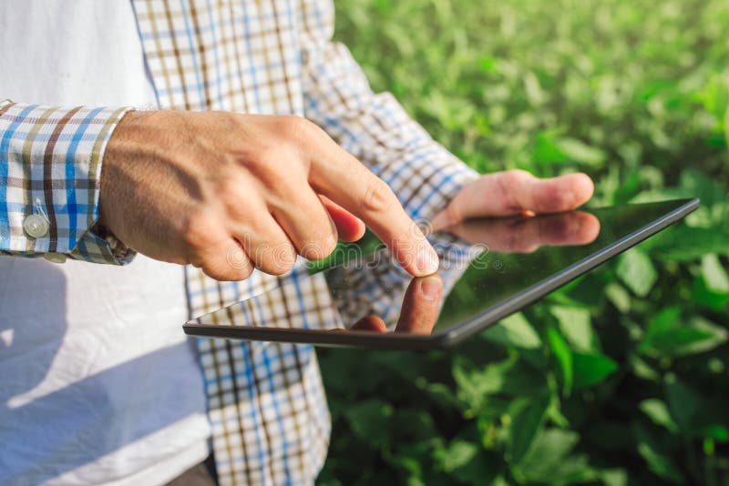 L'agricoltore che utilizza il computer digitale della compressa nella soia coltivata pota