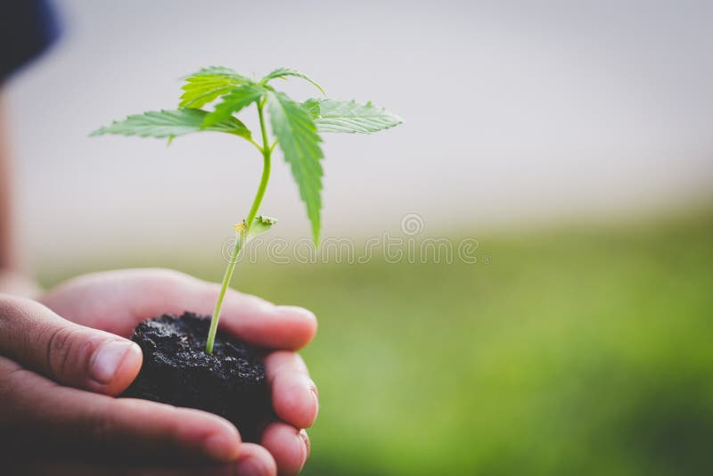 L'agricoltore Holding una pianta della cannabis, agricoltori sta piantando le piantine della marijuana fotografie stock L'agricoltore Holding una pianta della cannabis, agricoltori sta piantando le piantine della marijuana fotografie stock