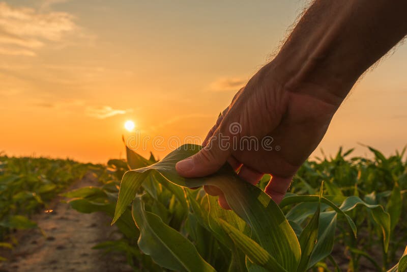 L'agricoltore sta esaminando le piante coltivate del cereale nel tramonto