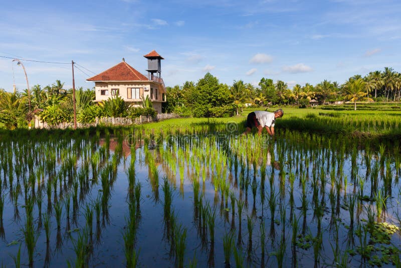 L'agricoltore sta piantando il riso sulle risaie in Ubud, Bali fotografia stock L'agricoltore sta piantando il riso sulle risaie in Ubud, Bali fotografia stock