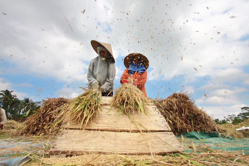 L'agriculteur battent le riz, Bali, Indonésie. images libres de droits