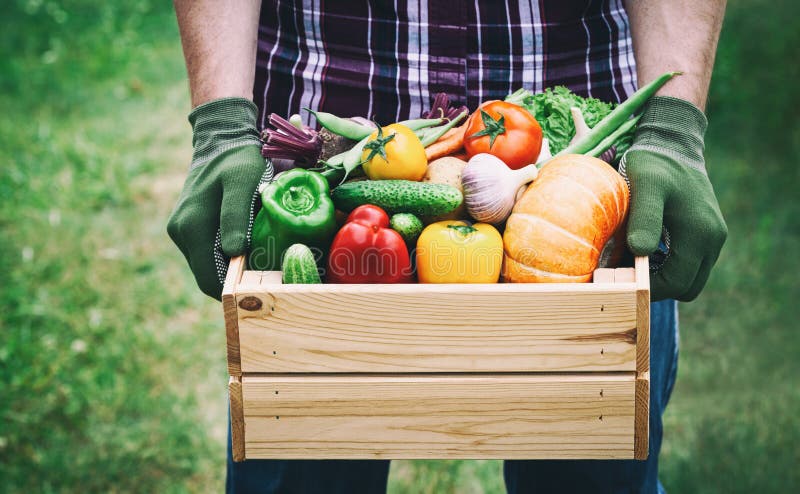 L'agriculteur se tient dans des ses mains qu'une boîte en bois avec des légumes produisent sur le fond vert Frais et aliment biol