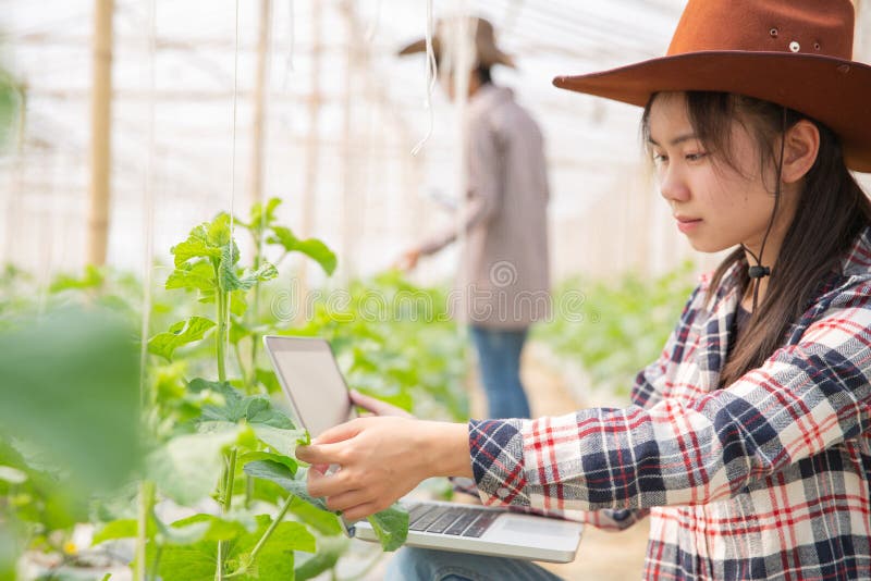 L'agronome examine les jeunes plantes croissantes de melon ? la ferme photo stock L'agronome examine les jeunes plantes croissantes de melon ? la ferme photo stock