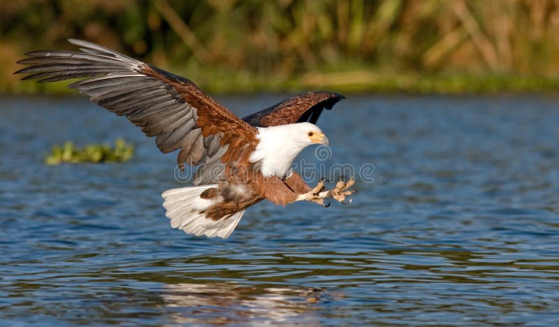 L'aigle de poissons volant bas au-dessus de l'eau du lac Naivasha et des griffes s'est étiré avec des griffes pendant un instant photographie stock L'aigle de poissons volant bas au-dessus de l'eau du lac Naivasha et des griffes s'est étiré avec des griffes pendant un instant photographie stock
