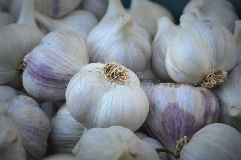 l'ail frais d'ampoules dirige trois photo stock l'ail frais d'ampoules dirige trois photo stock