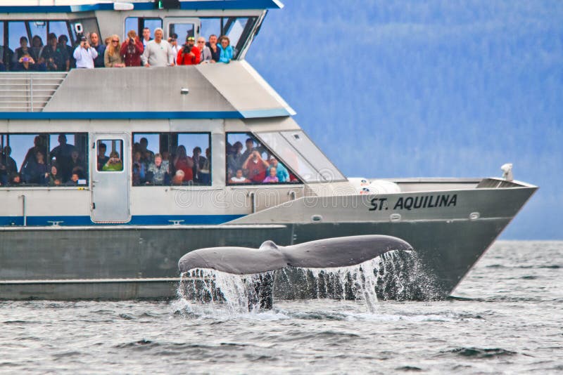 An adult humpback whale gives passengers on this whale watching boat a show as it prepares to sound and shows is massive tail as it dives beneath the boat. These specially designed whale watching tour boats such as the one pictured here off of Shelter Island near Auke Bay and Juneau, Alaska, can be found in major ports of call all along coastal Alaska and are often contracted to carry large numbers of cruise ship visitors. An adult humpback whale gives passengers on this whale watching boat a show as it prepares to sound and shows is massive tail as it dives beneath the boat. These specially designed whale watching tour boats such as the one pictured here off of Shelter Island near Auke Bay and Juneau, Alaska, can be found in major ports of call all along coastal Alaska and are often contracted to carry large numbers of cruise ship visitors.