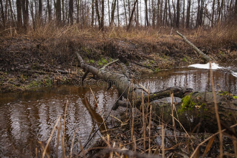 The tree felled by beavers lies in the river. The tree felled by beavers lies in the river