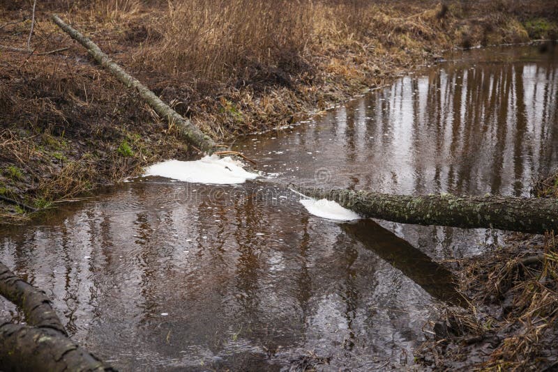 The tree felled by beavers lies in the river. The tree felled by beavers lies in the river