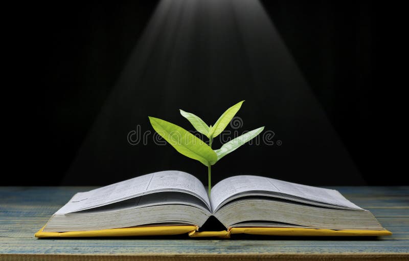 L'albero cresce dal libro con splendere leggero come ottenere la conoscenza sul fondo nero, concetto poichè la carta d'apertura v