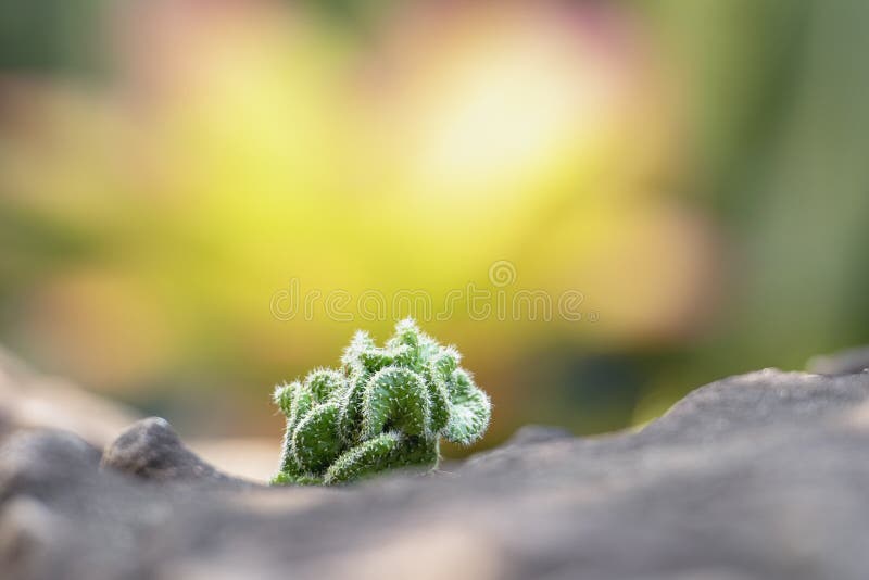 L'albero del cactus è disposto su una roccia con un fondo verde della natura Raccolta di vari cactus e crassulacee Modello della pianta del cactus fogli di verde Sfondo naturale Priorità bassa verde di struttura del foglio