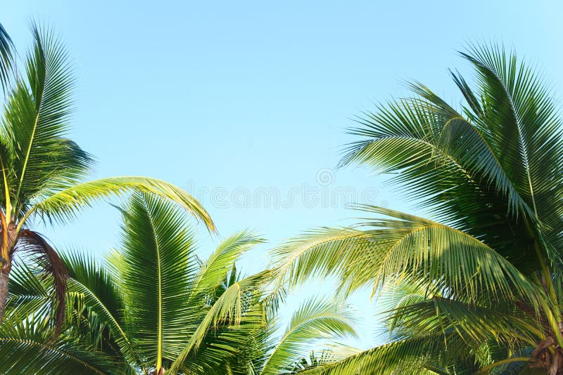 L'albero del cocco va con cielo blu, palme tropicali al giorno di estate soleggiato immagini stock L'albero del cocco va con cielo blu, palme tropicali al giorno di estate soleggiato immagini stock