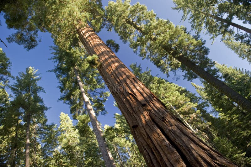 L'albero della sequoia gigante fotografia stock L'albero della sequoia gigante fotografia stock