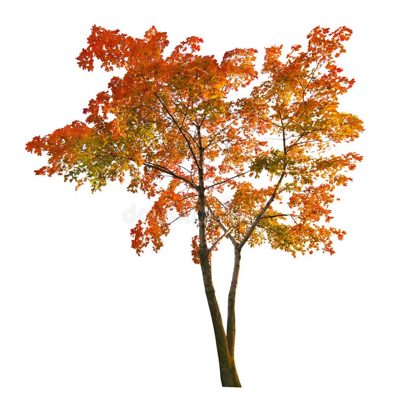 L'albero di acero rosso di autunno isoalted su bianco