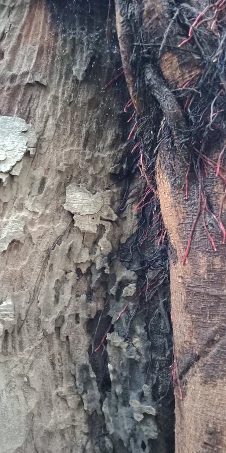 L'albero di banyan pianta e struttura la carta da parati del fondo della natura, immagini stock libere da diritti L'albero di banyan pianta e struttura la carta da parati del fondo della natura, immagini stock libere da diritti