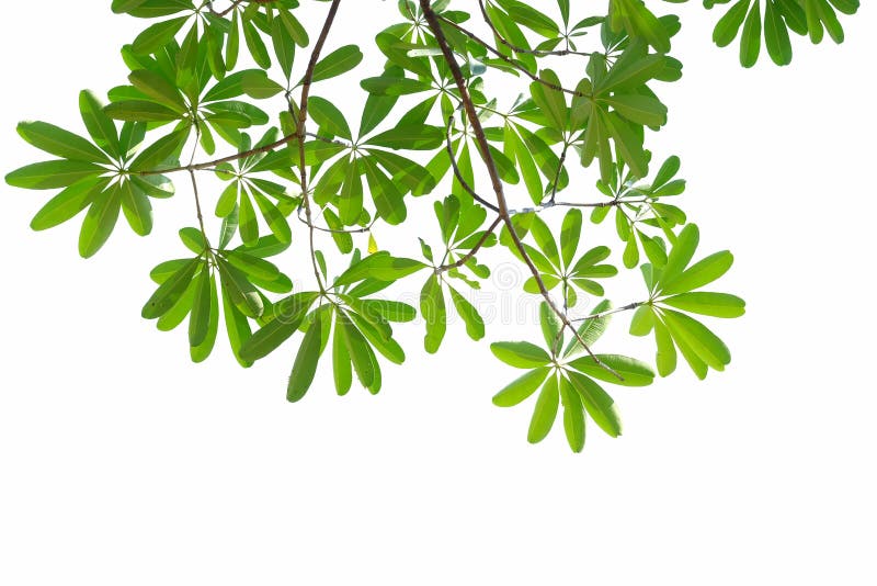 L'albero di diavolo di vista superiore va con i rami su fondo isolato bianco fotografia stock libera da diritti L'albero di diavolo di vista superiore va con i rami su fondo isolato bianco fotografia stock libera da diritti