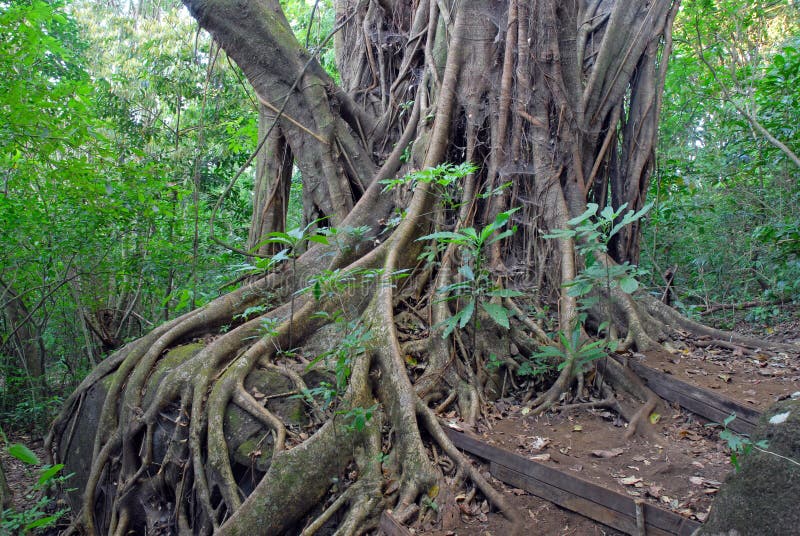 Фикус воздушные корни. Эбеновое дерево Коста Рика. Фикус лес в Коста Рике. Фикусы в тропическом лесу. Фикус в тропиках.