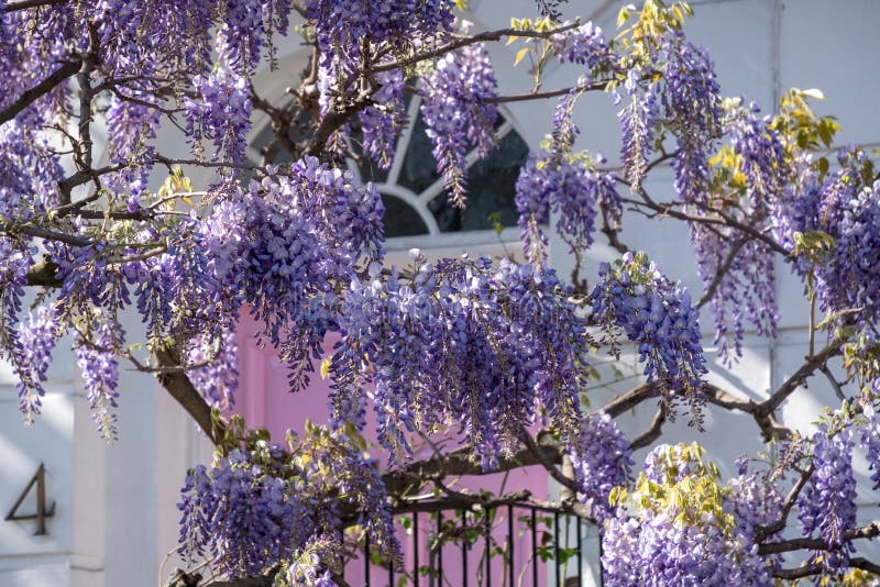 L'albero di glicine in piena fioritura che cresce fuori di un bianco ha dipinto la casa con la porta rosa a Londra fotografia stock L'albero di glicine in piena fioritura che cresce fuori di un bianco ha dipinto la casa con la porta rosa a Londra fotografia stock