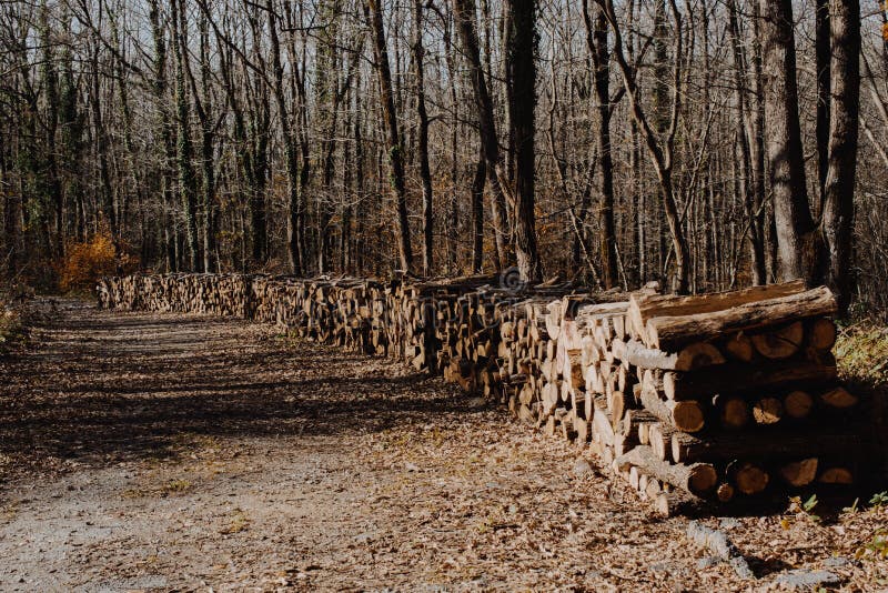 L'albero di legno del fuoco registra i tronchi di riserva accatastati su immagini stock L'albero di legno del fuoco registra i tronchi di riserva accatastati su immagini stock
