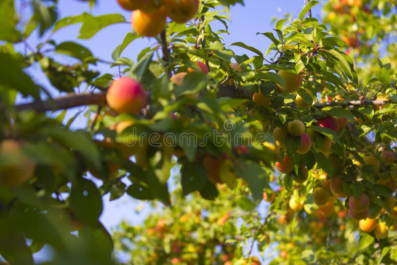 L'albero di pesca fotografia stock libera da diritti L'albero di pesca fotografia stock libera da diritti