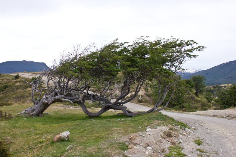 L'albero ha spinto da vento in Argentina fotografia stock libera da diritti L'albero ha spinto da vento in Argentina fotografia stock libera da diritti