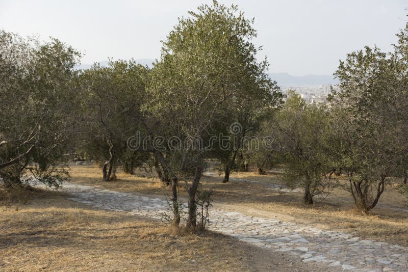 L'allée des oliviers sur une colline pavée avec la voie de pavés ronds images libres de droits L'allée des oliviers sur une colline pavée avec la voie de pavés ronds images libres de droits