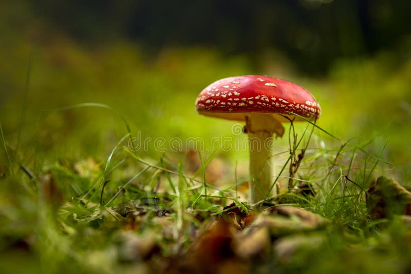 L'amanite champignon images libres de droits