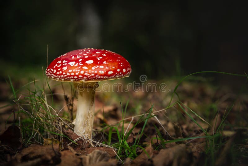 L'amanite champignon photographie stock