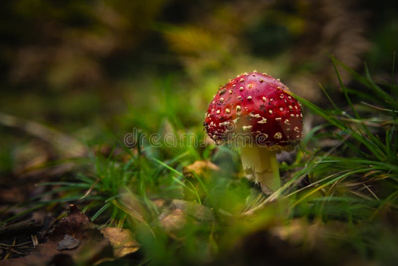 L'amanite champignon photo libre de droits