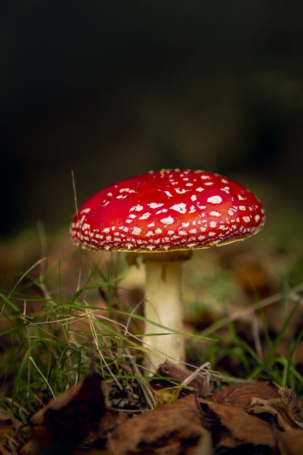 L'amanite champignon image libre de droits