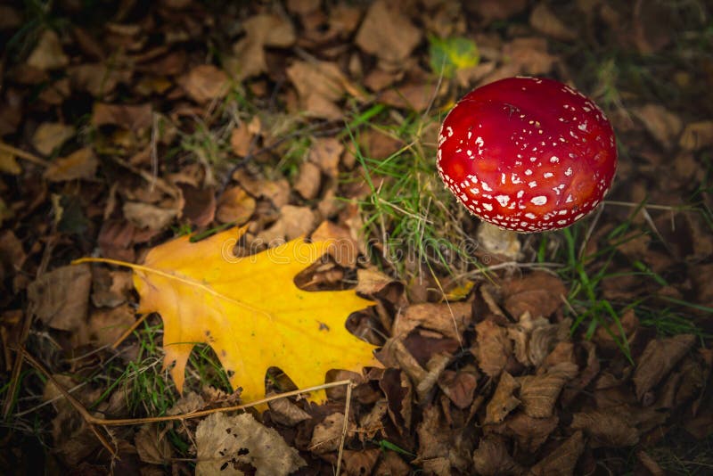 L'amanite champignon photographie stock libre de droits