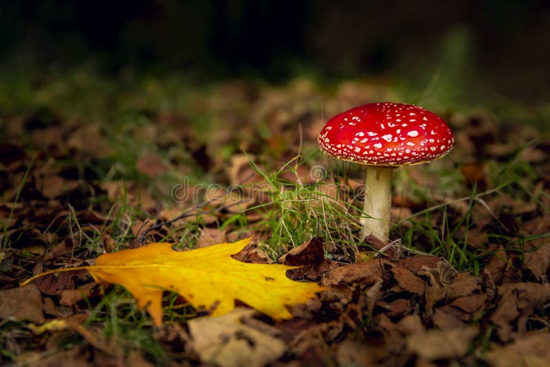 L'amanite champignon images libres de droits
