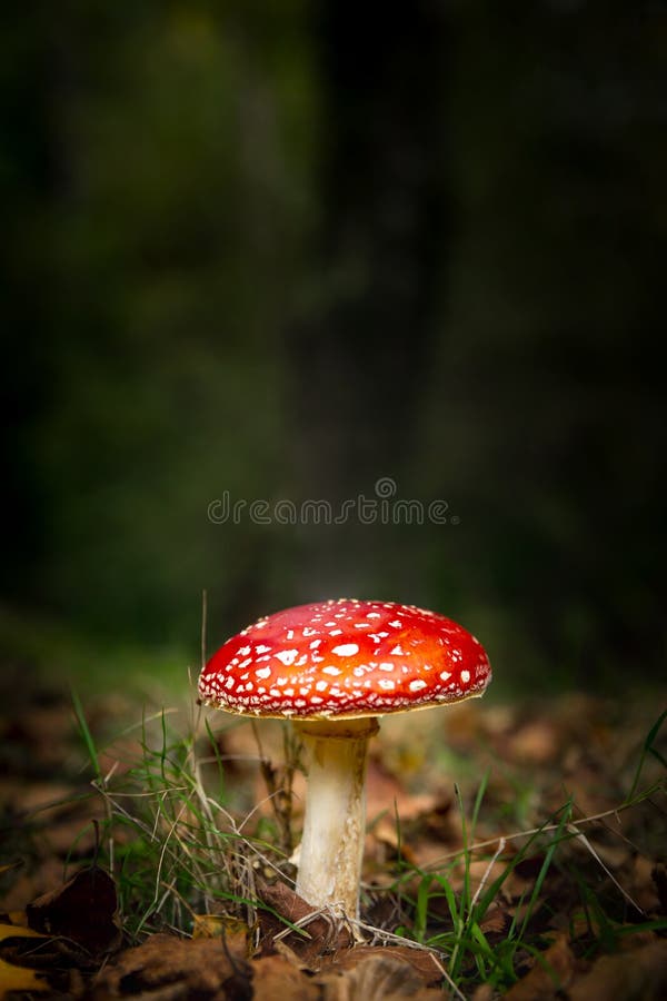 L'amanite champignon photos libres de droits