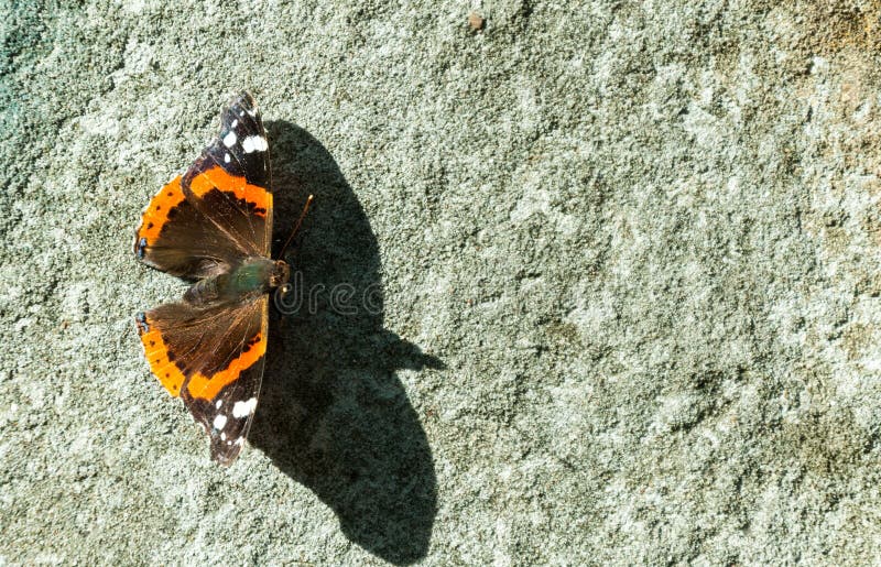 The red Admiral - Vanessa atalanta butterfly with shadow on the grunge old wall close up. The red Admiral - Vanessa atalanta butterfly with shadow on the grunge old wall close up