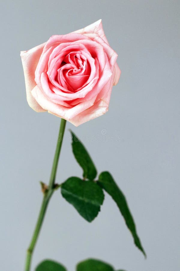 L'amore della rosa di rosa ha isolato il fondo profondo di amore della gioia di ammirazione di ringraziamento fotografia stock libera da diritti L'amore della rosa di rosa ha isolato il fondo profondo di amore della gioia di ammirazione di ringraziamento fotografia stock libera da diritti