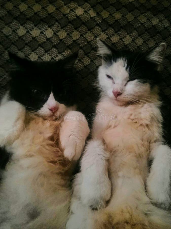 L'amour le plus fervent des chats. Deux chats azalea et lorenzo mère et garçon relaxant ensemble. si mignon. si adorable.