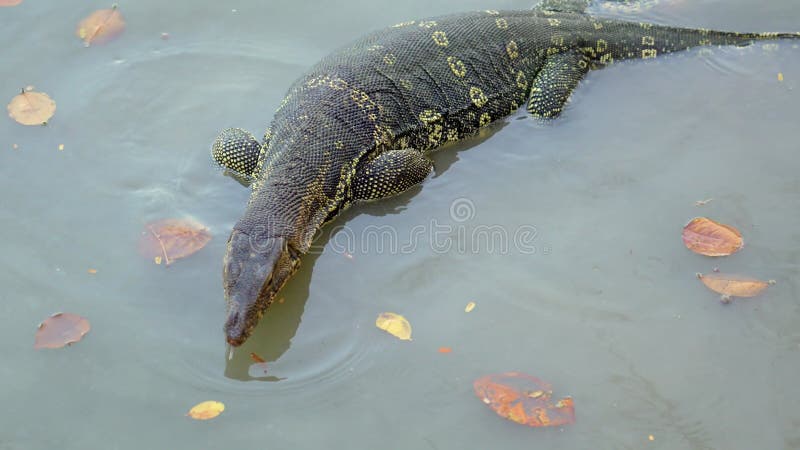 L'analyseur d'eau asiatique varanus salvator flottant dans l'eau de l'étang clips vidéos