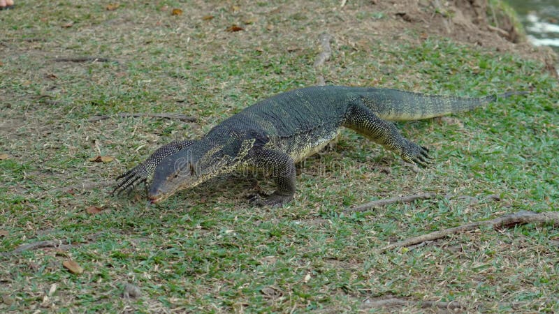 L'analyseur d'eau asiatique varanus salvator sort de l'eau le long de l'herbe dans la forêt clips vidéos