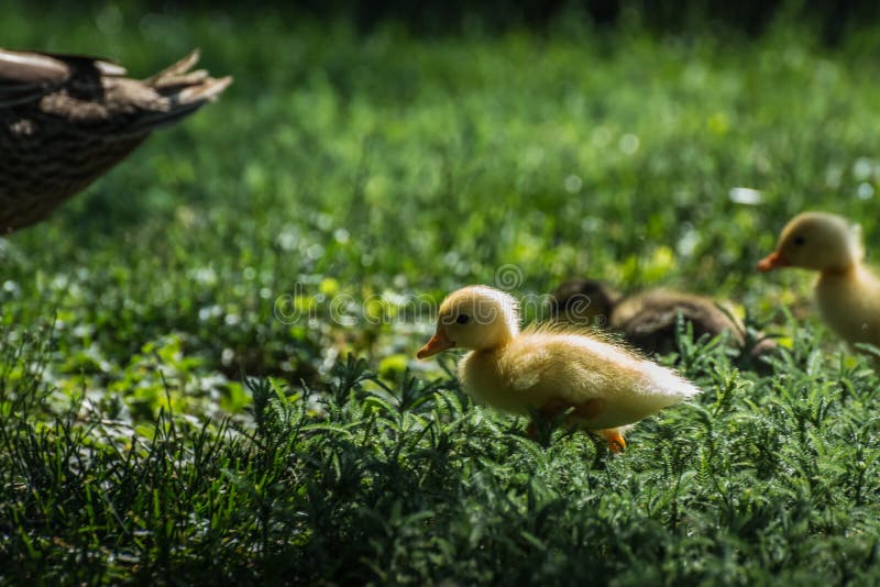 yellow baby running duck walks through high gras in the spring. yellow baby running duck walks through high gras in the spring