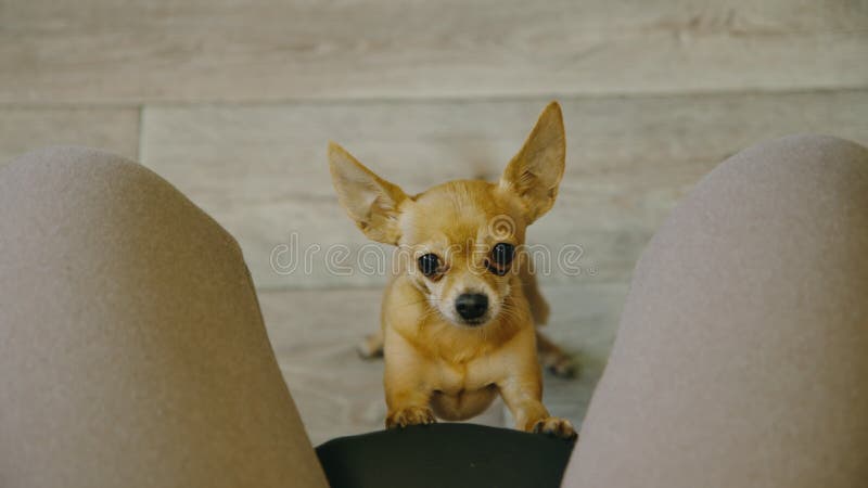 L'animal pose ses pattes sur la chaise pour la maîtresse. toy terrier regarde avec oui. vue supérieure intérieure. chien demander banque de vidéos