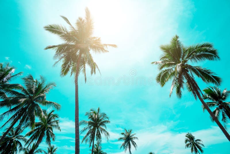 L'annata delle palme ha tonificato, adatta, viaggia, l'estate, vacanza e spiaggia tropicale Creativo fatto delle foglie verdi del immagini stock libere da diritti L'annata delle palme ha tonificato, adatta, viaggia, l'estate, vacanza e spiaggia tropicale Creativo fatto delle foglie verdi del immagini stock libere da diritti