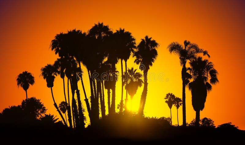 L'annata ha stilizzato l'immagine delle siluette delle palme al tramonto, Califor fotografia stock libera da diritti L'annata ha stilizzato l'immagine delle siluette delle palme al tramonto, Califor fotografia stock libera da diritti
