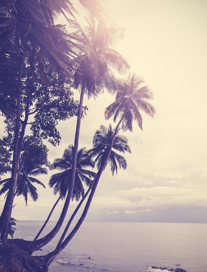 L'annata ha stilizzato la spiaggia tropicale con la palma al tramonto