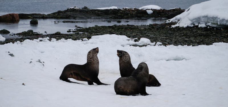 L'Antarctique scelle jouer sur l'île de Peterman en Antarctique photos stock L'Antarctique scelle jouer sur l'île de Peterman en Antarctique photos stock
