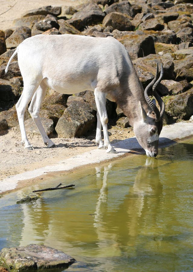 L'antilope addax prêt de retenue d'eau images stock